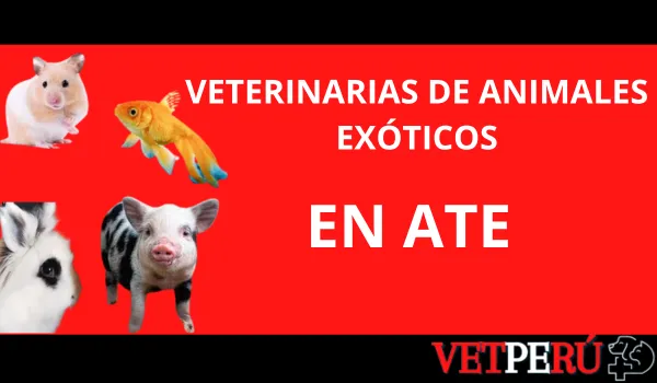 veterinarias-animales-exoticos-ate