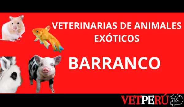 veterinarias-animales-exoticos-barranco