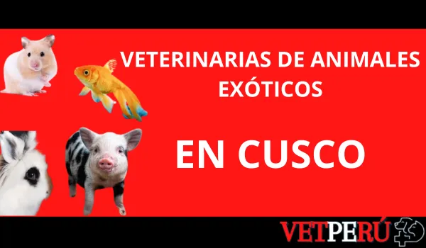 veterinarias-animales-exoticos-cusco