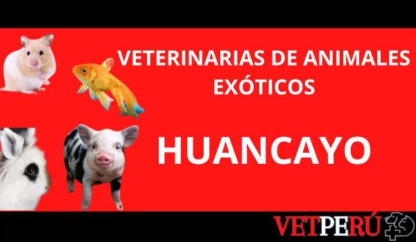 veterinarias-animales-exoticos-huancayo