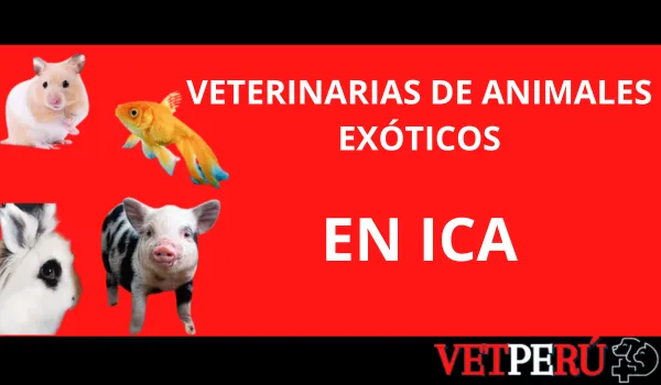 veterinarias-animales-exoticos-ica