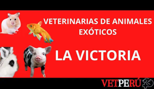 veterinarias-animales-exoticos-la-victoria