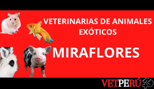 veterinarias-animales-exoticos-miraflores