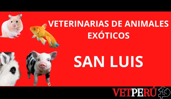 veterinarias-animales-exoticos-san-luis
