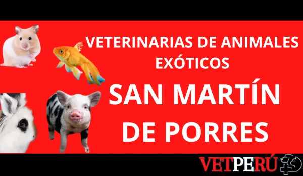 veterinarias-animales-exoticos-san-martin-de-porres