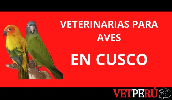 Veterinarias para Aves en Cusco