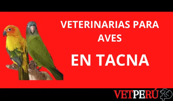 Veterinarias para Aves en Tacna
