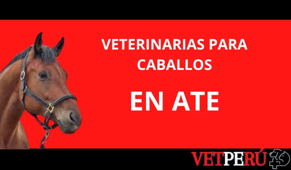 Veterinarias para Caballos en Ate
