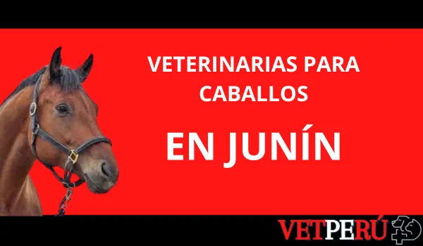 Veterinarias para Caballos en Junín