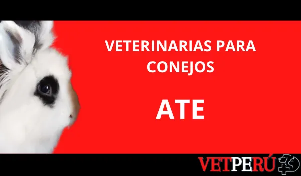 veterinarias-conejos-ate