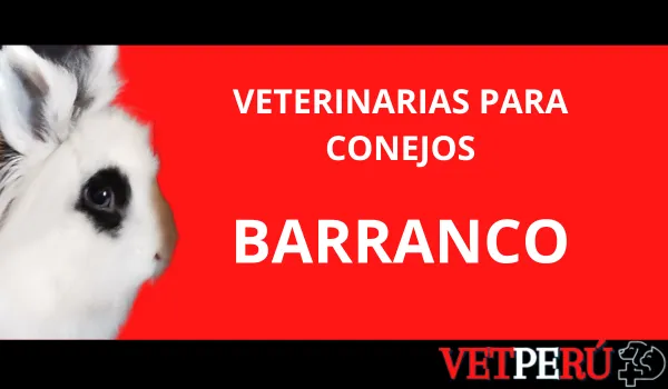 veterinarias-conejos-barranco