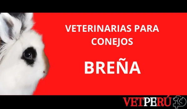 veterinarias-conejos-brena