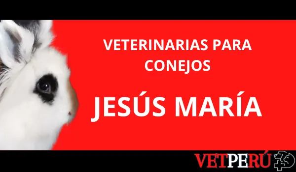 Veterinarias para Conejos en Jesús María
