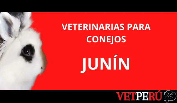 Veterinarias para Conejos en Junín