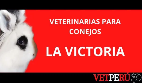veterinarias-conejos-la-victoria