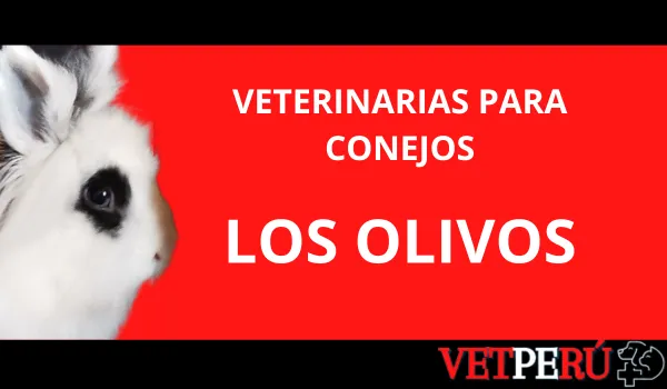 Veterinarias para Conejos en Los Olivos