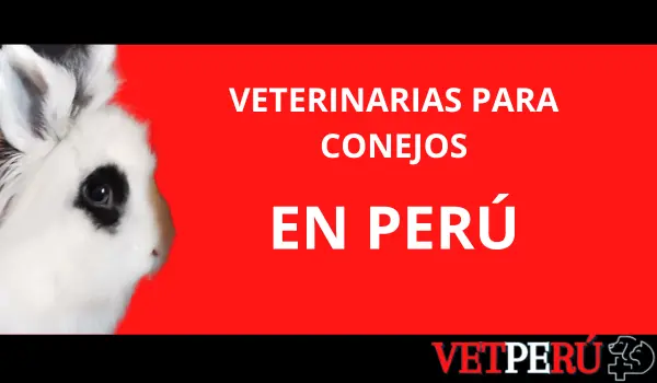 veterinarias-conejos-peru