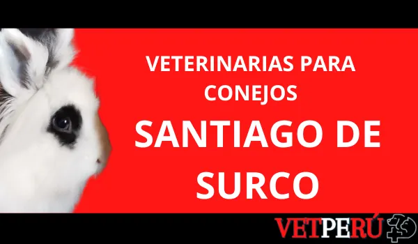 Veterinarias para Conejos en Santiago de Surco