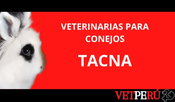 Veterinarias para Conejos en Tacna