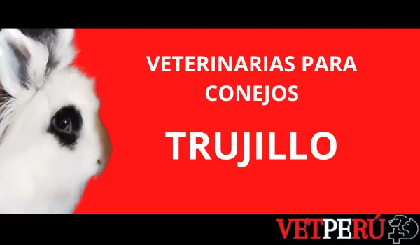 Veterinarias para Conejos en Trujillo