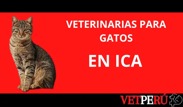 veterinarias-gatos-ica