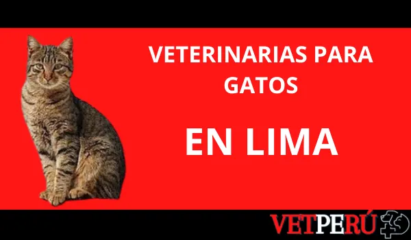 veterinarias-gatos-lima