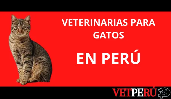veterinarias-gatos-peru