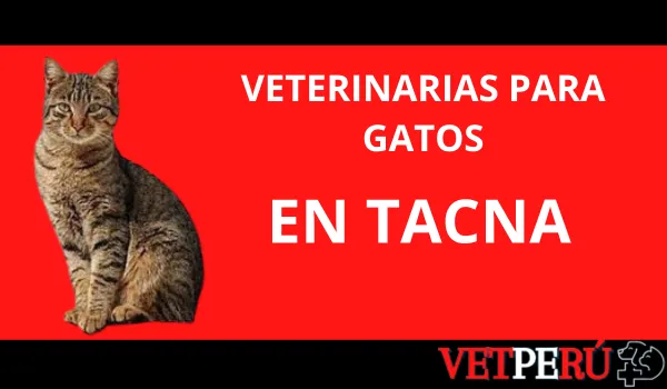 veterinarias-gatos-tacna
