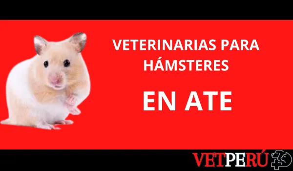 Veterinarias para Hámsteres en Ate