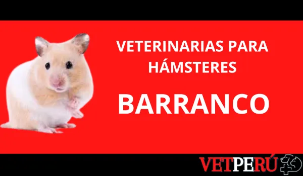 Veterinarias para Hámsteres en Barranco