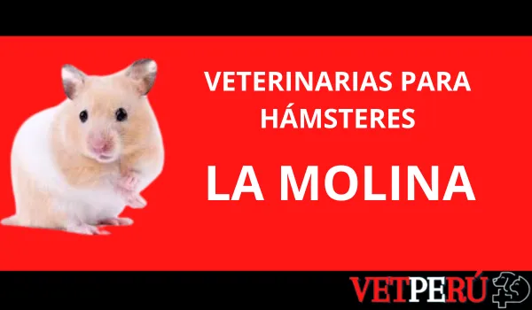 Veterinarias para Hámsteres en La Molina