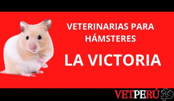 Veterinarias para Hámsteres en La Victoria, La Victoria