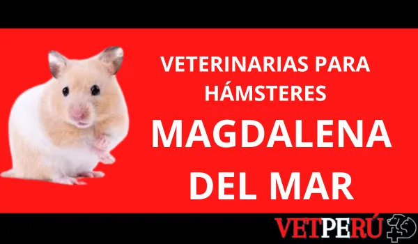 Veterinarias para Hámsteres en Magdalena del Mar