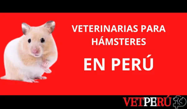 veterinarias-hamsteres-peru