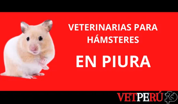 Veterinarias para Hámsteres en Piura