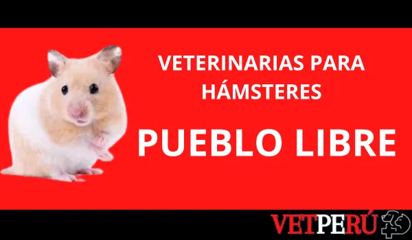 Veterinarias para Hámsteres en Pueblo Libre, Pueblo Libre