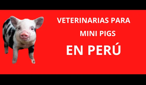veterinarias-mini-pigs-peru veterinarias especialistas en mini cerdos en Perú