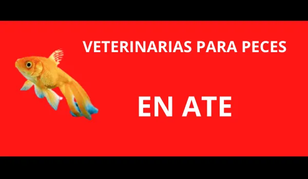 Veterinarias para Peces en Ate