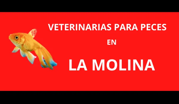 Veterinarias para Peces en La Molina