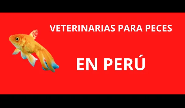 veterinarias-peces-peru