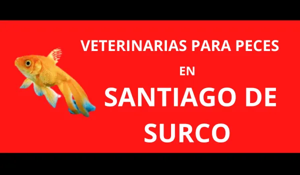 Veterinarias para Peces en Santiago de Surco
