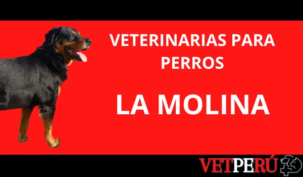 Veterinarias para Perros en La Molina