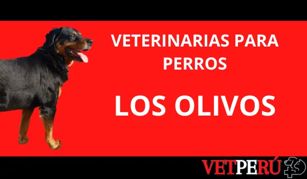 Veterinarias para Perros en Los Olivos