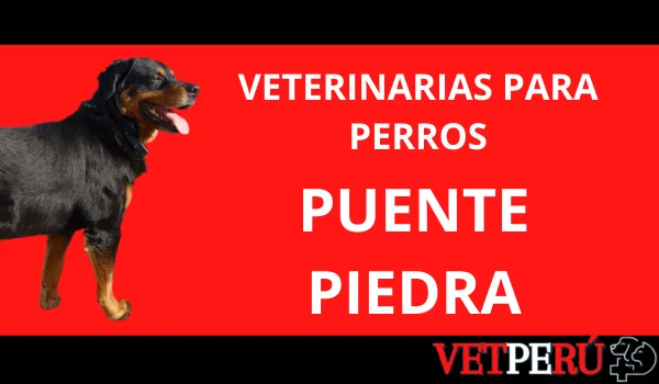 Veterinarias para Perros en Puente Piedra