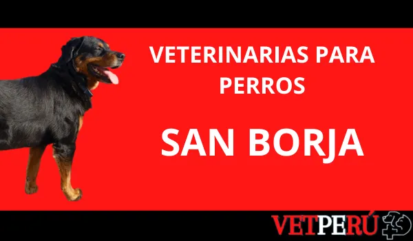Veterinarias para Perros en San Borja