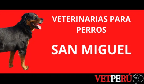 Veterinarias para Perros en San Miguel