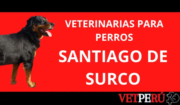 veterinarias-perros-santiago-de-surco
