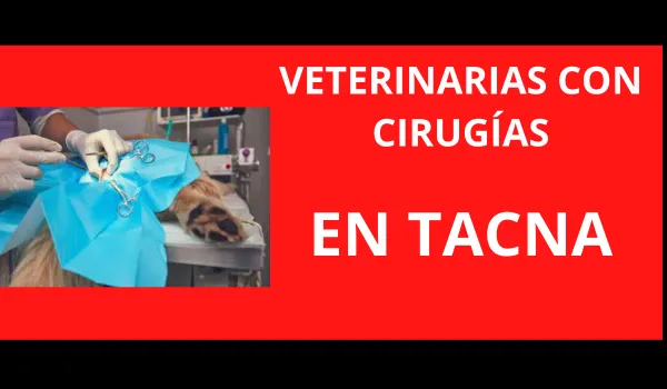 Veterinarias con Cirugías en Tacna