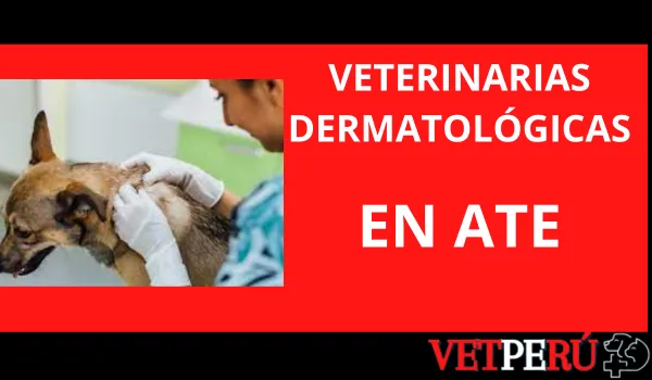 Veterinarias Dermatológicas en Ate
