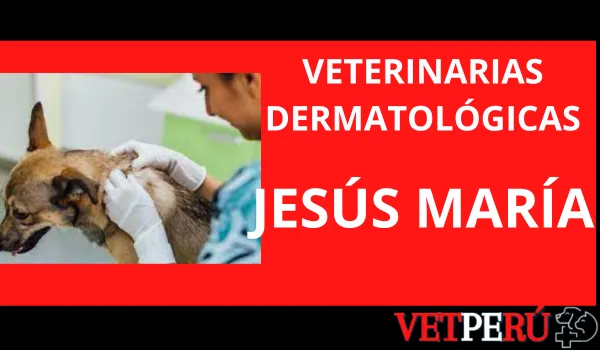 Veterinarias Dermatológicas en Jesús María